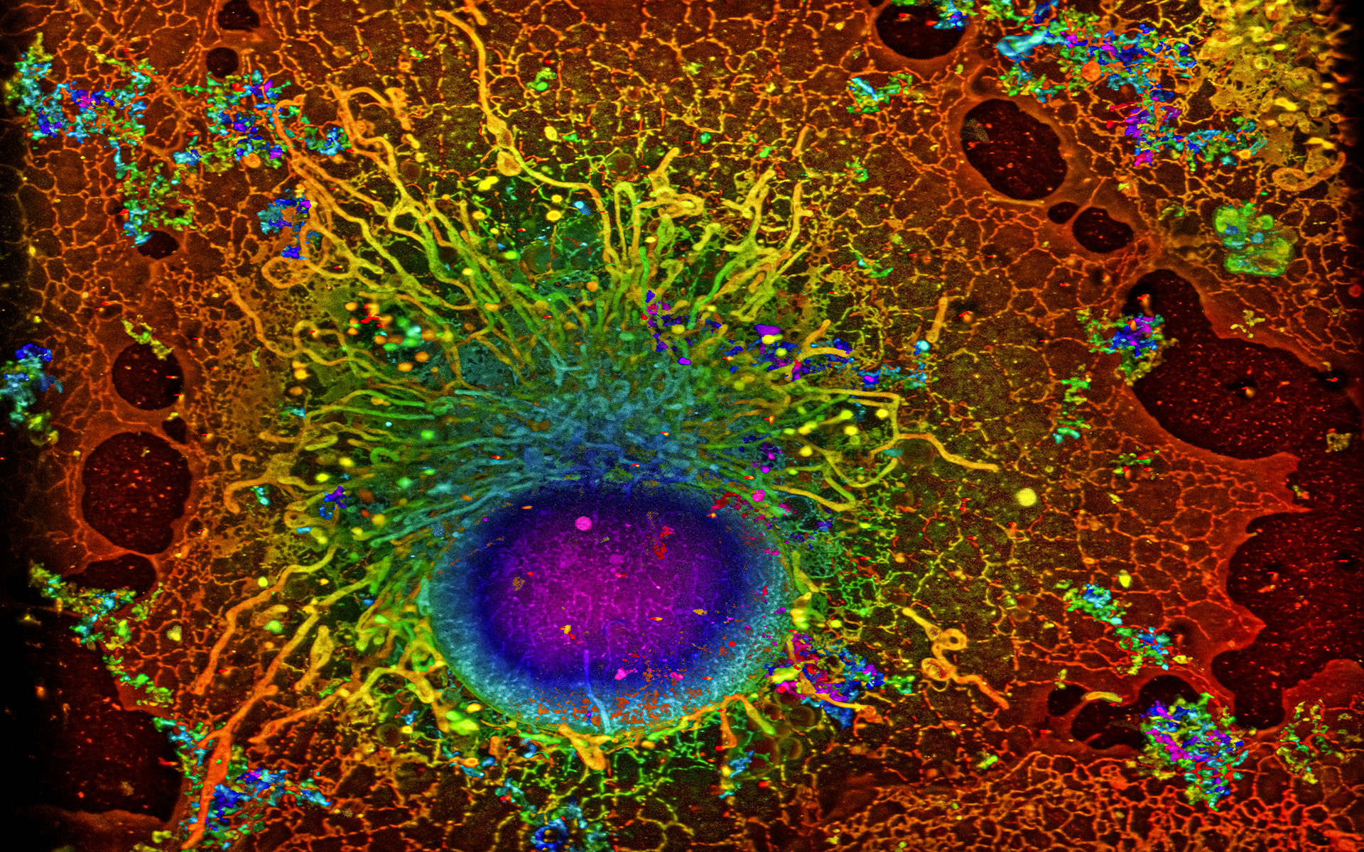 Machine learning improves biological image analysis