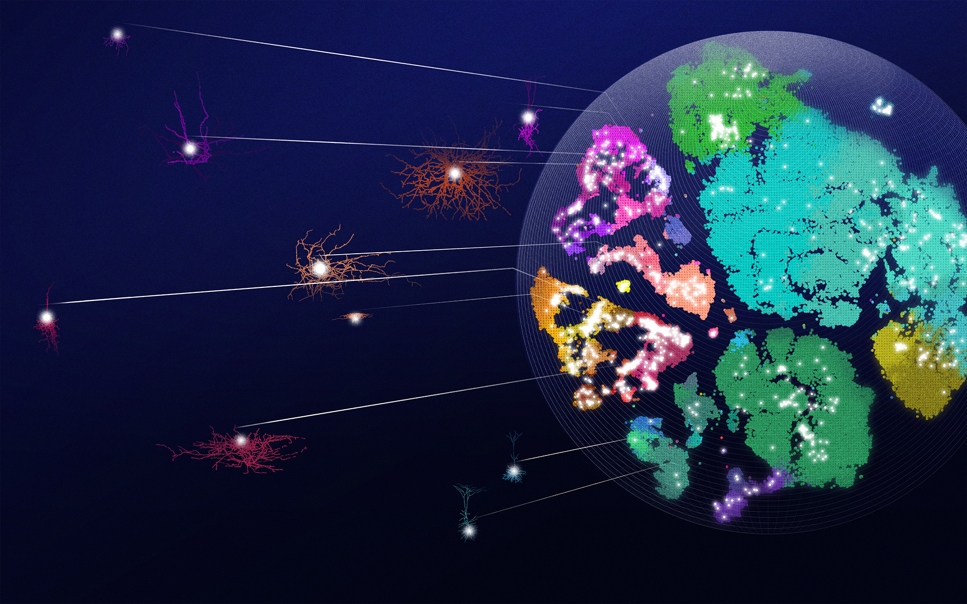 Erster umfassender Atlas der Neuronentypen im Gehirn