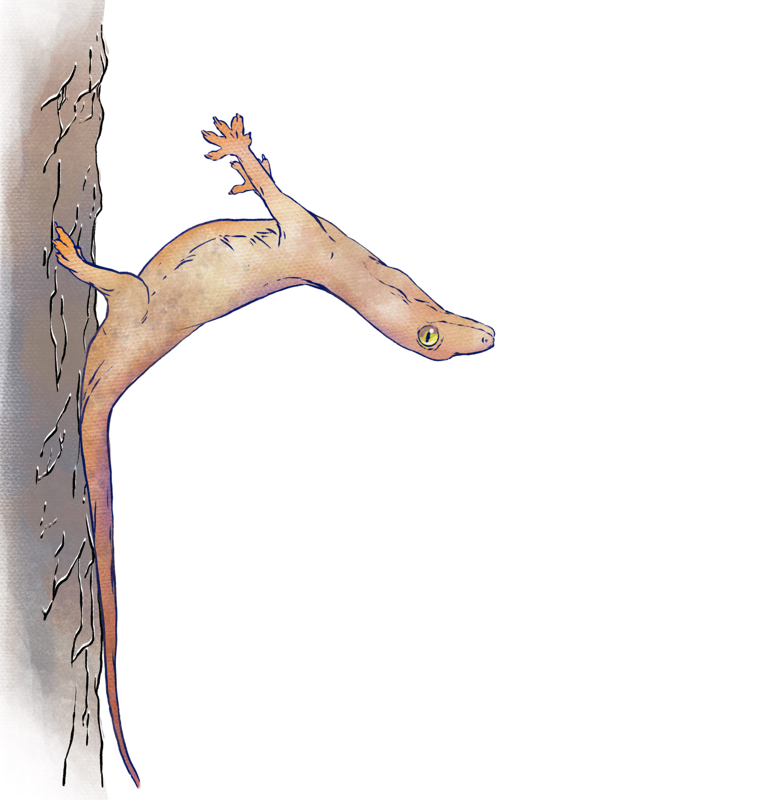 Geckos glide, crash-land, but don’t fall thanks to tail