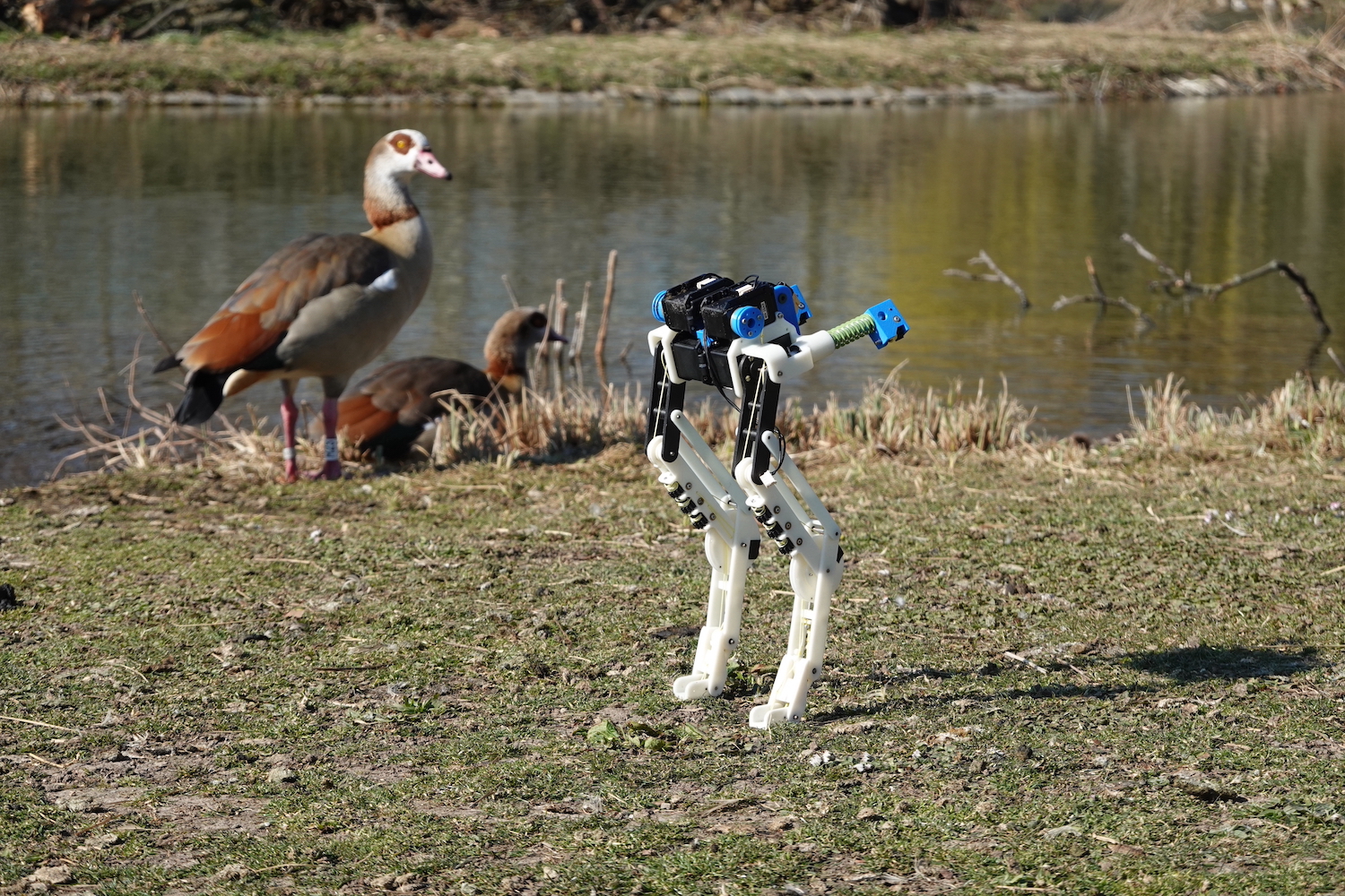 Meet BirdBot, the avian-inspired robot